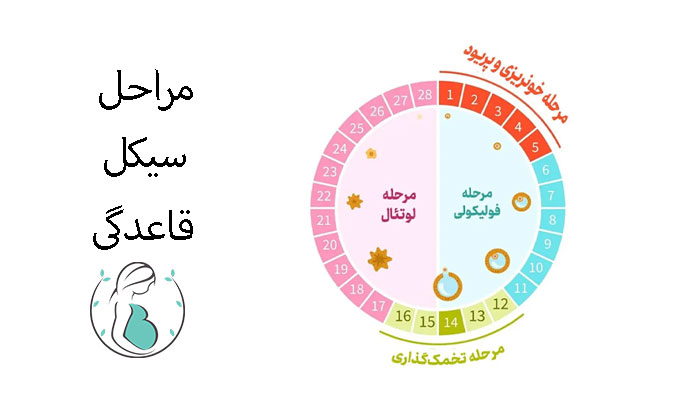 مراحل-سیکل-قاعدگی